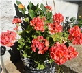 muskatin pelargonija